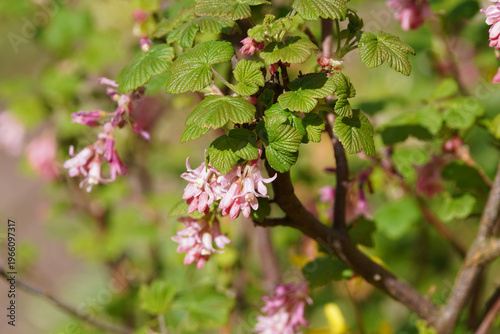 Red flowers of a redflower currant (Ribes sanguineum). Family Grossulariaceae. Spring, March, Netherlands	