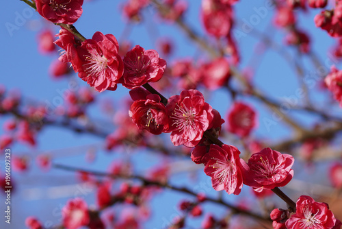 Red blossoms, flowers of the peachtree, Prunus persica Melred. Blue sky. Dutch garden. Spring, March, Netherlands 