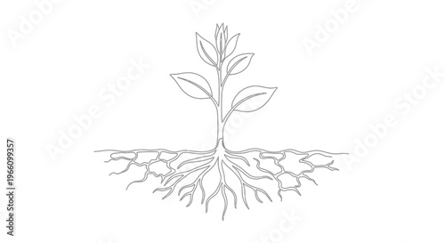 Green plant sprout with strong roots symbolizing growth and development, isolated white background.