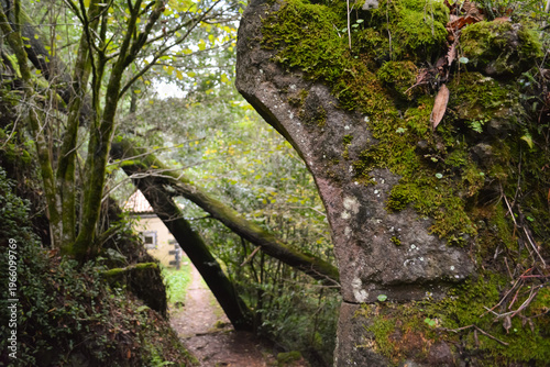 A forest path, blocked by a fallen tree, forms a natural arch over a narrow trail in Busaco Park, Portugal. Themes: sustainability, obstacles, and harmony between nature and humankind.