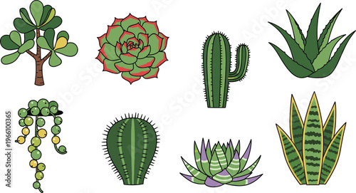 Succulent and Cactus Plant Collection Featuring Aloe Vera, Cactus, Echeveria, and Snake Plant for Desert Garden and Botanical Illustrations