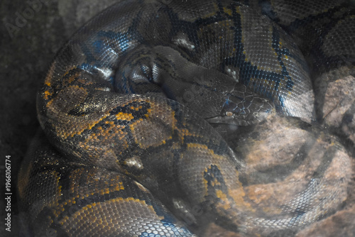 Bild auf Leinwand Reticulated python (Malayopython reticulatus) in the Dehiwala Zoo (National Zoological Gardens of Sri Lanka, Dehiwala Zoological Gardens), Dehiwala, Sri Lanka