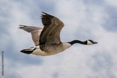 Cuadro en lienzo canada goose in flight