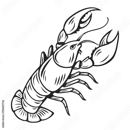 Crayfish or crawfish with claws on white background lobster crustacean