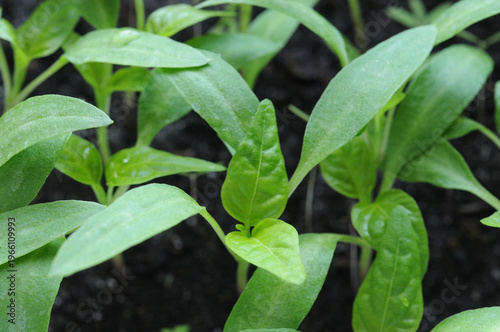 Pepper seedlings growing in the soil, closeup of photo.