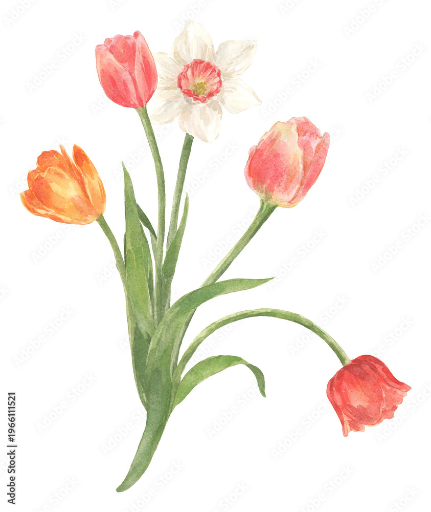 Obraz premium Watercolor spring red tulip flower field bouquet. Hand drawn illustration for banners, posters, greeting cards, mugs