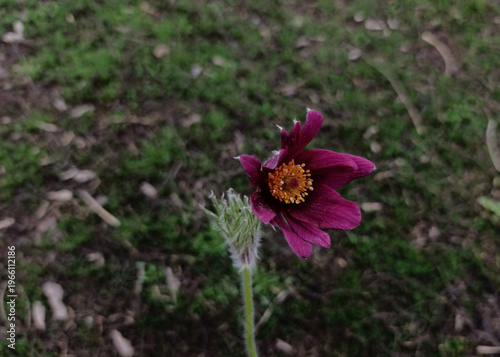 Принти на полотні ​Pulsatilla vulgaris Papageno macro