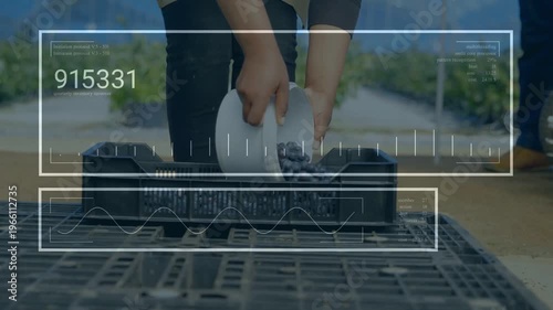 Harvest worker tipping bowl, pouring fruit into crate, HUD updating graphs, numbers for packing