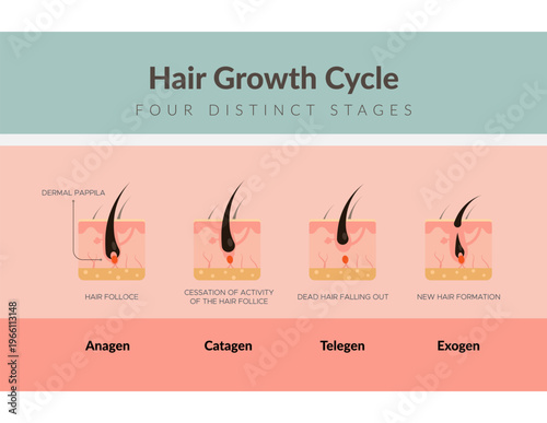Hair Growth Cycle - 4 Distinct Stages - Stock Illustration
