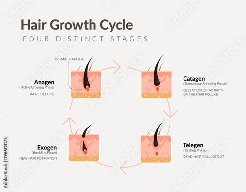 Hair Growth Cycle - 4 Distinct Stages - Stock Illustration