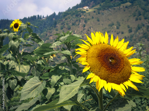 Sonnenblumenfeld in Südtirol