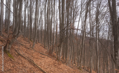 Untouched beech forest on mountain slopes in Serbia