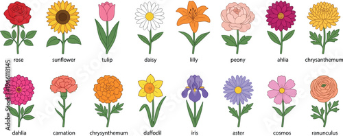 Labeled Botanical Flower Species Chart for Floral Education Gardening Reference and Nature Study Design