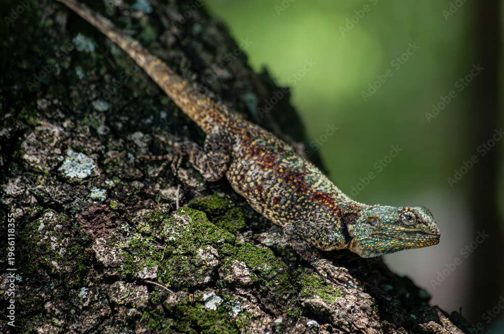Obraz premium Female tree agama lizard climbing tree bark in natural habitat