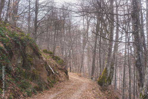 Path through the untouched beech forest on mountain slopes in Serbia