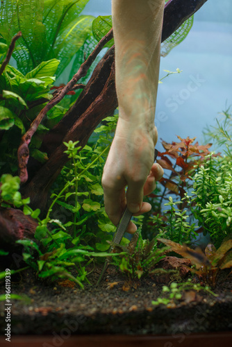 Obraz na plátně Hand tending aquatic plants in fresh water aquarium