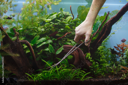 Canvastavla Hand tending aquatic plants inside freshwater aquarium