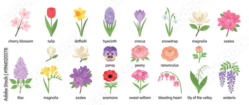 Labeled Spring Flower Species Chart for Botanical Education Garden Planning Seasonal Design and Nature Reference Use