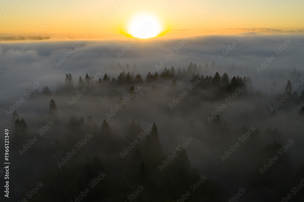 Obraz premium Fog drifts over a scenic forest of evergreen fir trees in Oregon, just south of Portland. The entire Pacific Northwest region is known for its magnificent forests and mountainous landscapes.