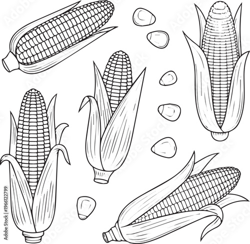 Isolated Corn elements set outline sketch vector illustration No Background
