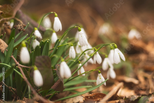 Wild snowdrops flowers in mountain forest in early spring.