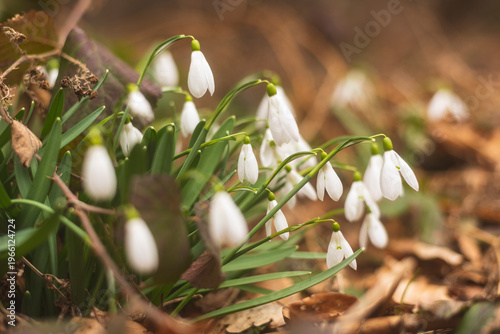 Wild snowdrops flowers in mountain forest in early spring.