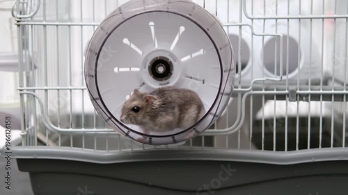 Little hamster running in a wheel