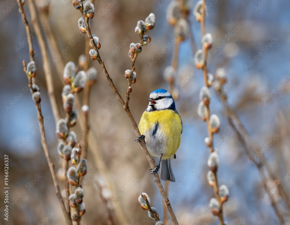 Fototapeta premium A blue tit sits on a willow tree branch with fluffy buds in a spring park and sings.