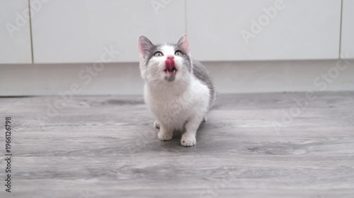 White kitten with spots having fun