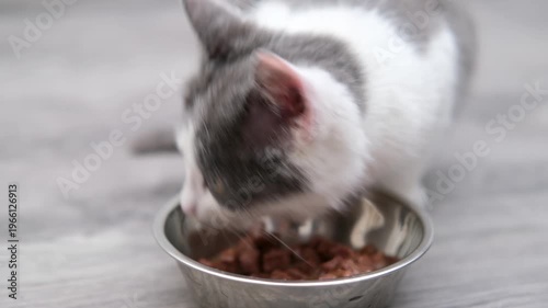 White kitten with spots having fun