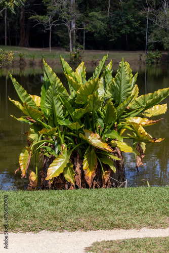Banana d’água plant in natural wetland environment – tropical aquatic vegetation