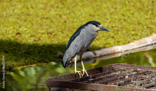 Black-crowned Night Heron (Nycticorax nycticorax) resting in urban park near lake