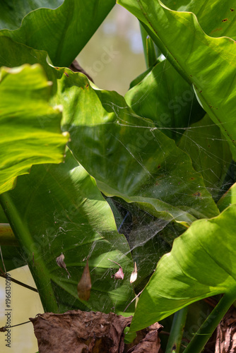 Banana d’água plant in natural wetland environment – tropical aquatic vegetation