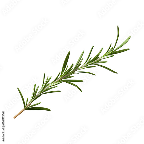 Rosemary sprig isolated on transparent background a fresh herb for culinary and aromatic uses