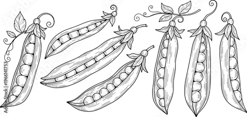 Vintage pea pod sketch set. Hand drawn botanical illustration of peas with leaves and vines. Retro engraved vegetable design for organic food and farming themes.