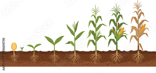 Corn growth stages underground roots vector illustration. Maize plant development from seed to mature crop showing roots and soil layers. Agriculture lifecycle diagram for education.