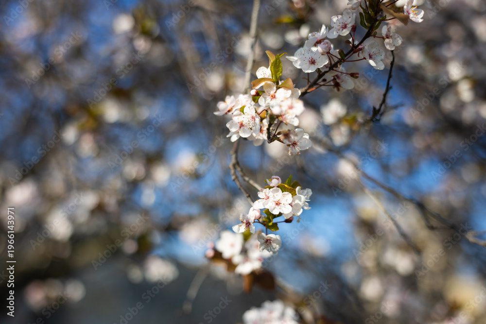 Naklejka premium White plum blossoms on slender branches with copper leaves in soft focus. Spring flowering detail, ornamental horticulture, urban garden mood, seasonal freshness, botanical elegance concept