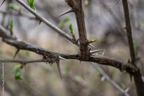 Foto Close-up of thorny shrub branches with small orange-brown spots on bark