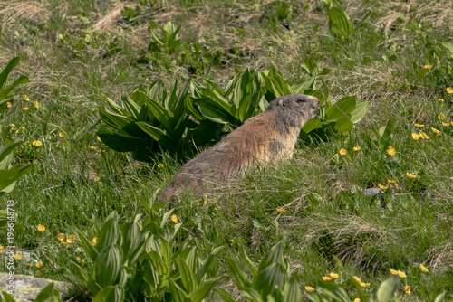 A wild Alpine marmot resting in a grassy alpine meadow surrounded by small yellow flowers. This natural wildlife scene captures the marmot in a peaceful mountain environment, highlighting biodiversity