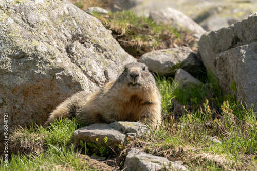 A wild Alpine marmot looking directly at the camera while resting on rocky ground in a mountain environment. This engaging wildlife portrait captures the marmot’s curious expression and natural surrou