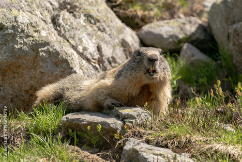 A wild Alpine marmot looking directly at the camera while resting on rocky ground in a mountain environment. This engaging wildlife portrait captures the marmot’s curious expression and natural surrou