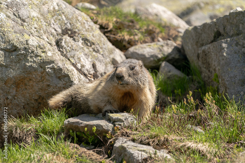 A wild Alpine marmot resting on rocky terrain while looking to the side. Captured in a natural mountain environment with soft daylight, this image highlights the marmot’s behavior and calm presence in