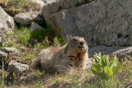 A relaxed Alpine marmot resting in warm sunlight on rocky terrain in a mountain environment. The soft light highlights the marmot’s fur texture and calm behavior, creating a natural and peaceful wildl
