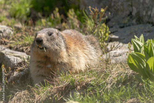 A wild Alpine marmot feeding on grass in a natural mountain environment. This close wildlife scene captures authentic animal behavior, showing the marmot eating in its alpine habitat under natural sun