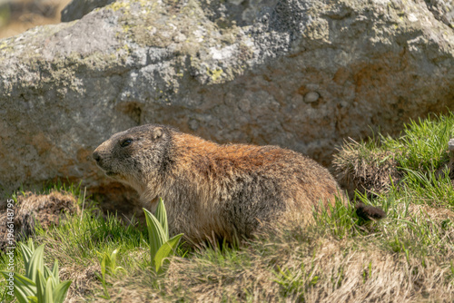 A wild Alpine marmot captured in side profile while resting on grassy terrain in a rocky alpine environment. The image highlights detailed fur texture and natural surroundings under daylight condition