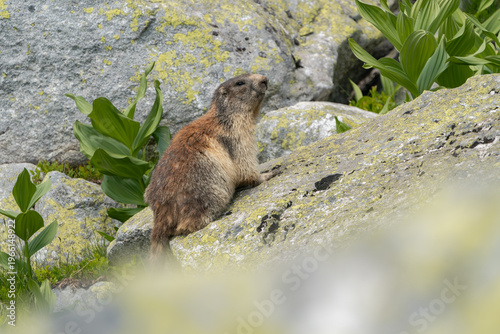 A wild Alpine marmot resting on rocks in a natural mountain environment. Detailed close-up of a marmot surrounded by grass and alpine vegetation, captured in natural light. Perfect for themes like wil