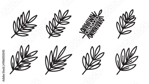 Set of botanical line art elements leaves and seed pods simple vector illustrations