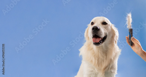 Fotografie A dog sits still as its owner brushes its fur with a grooming tool