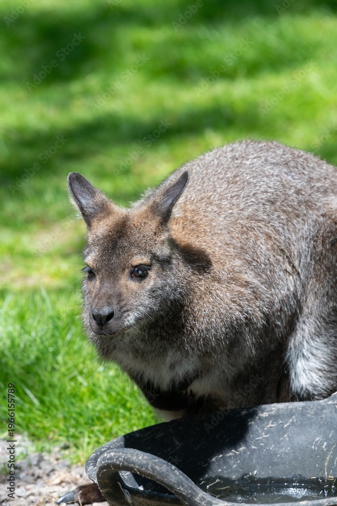 Fototapeta premium Photo of a red necked wallaby (notamacropus rufogriseus) in a zoo