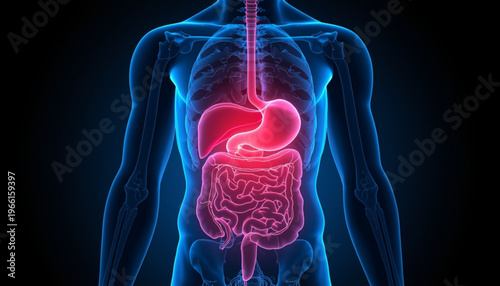 A medical illustration of the human digestive system with glowing pink intestines and blue transparent body